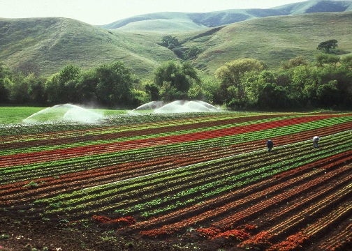 Central California lettuce crop  - Photo by Gary Kramer, NRCS