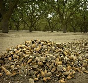 Almonds on ground on farm in Salida, Stanislaus County (Photo by Modesto Bee) Almonds on ground on farm in Salida, Stanislaus County (Photo by Modesto Bee)