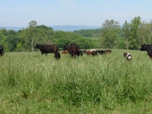 Preserved farm, Carroll County, Md.