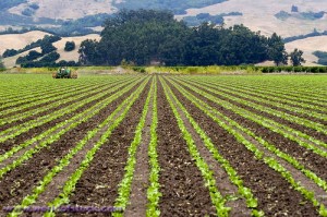 California lettuce crop