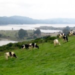 Marin dairy farm (Photo by MALT)