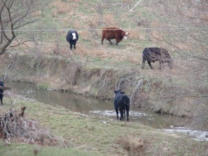 Farmland preservation doesn't guarantee water quality improvement (FPR photo)