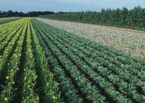 Allegan Co. MI flower crop (Photo by NRCS)