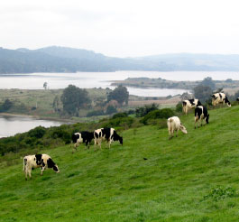 A scenic Marin dairy farm