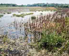 Wetlands Reserve project, Wisconsin (Photo by NRCS-Wis.)