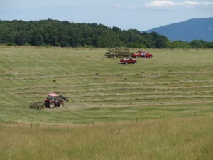 Haying in Shenandoah County, Va. (FPR photo)