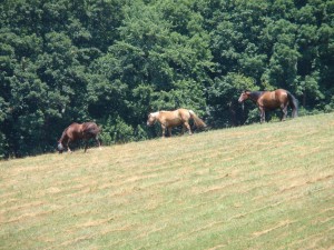 A preserved Maryland farm (FPR photo)