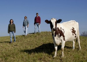 VT Farm Viability project photo by Bob Eddy. Crawfords with Ayrshire cows.
